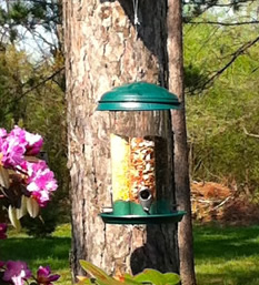 Bird Feeder